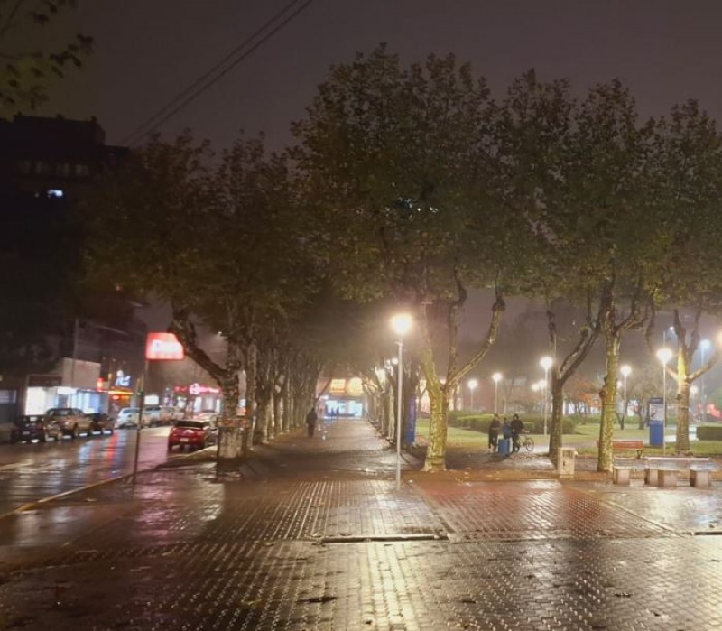 Rige la nueva ordenanza para proteger el arbolado